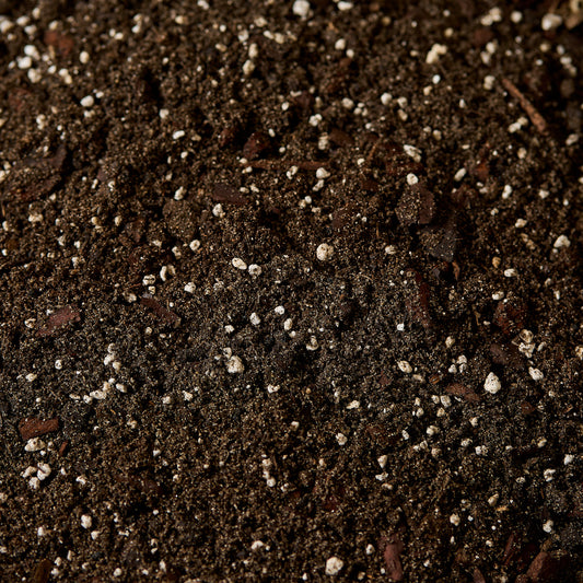 Náš substrát - Kapradiny