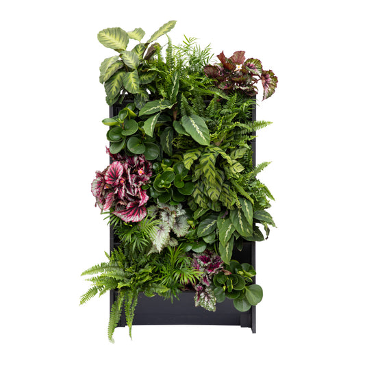 PlantBox - Živá stěna 5 modulů