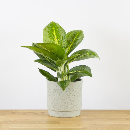 Aglaonema Lemon Mint 'Key Lime'