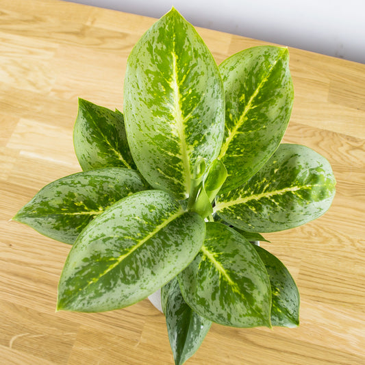 Aglaonema Lemon Mint 'Key Lime'