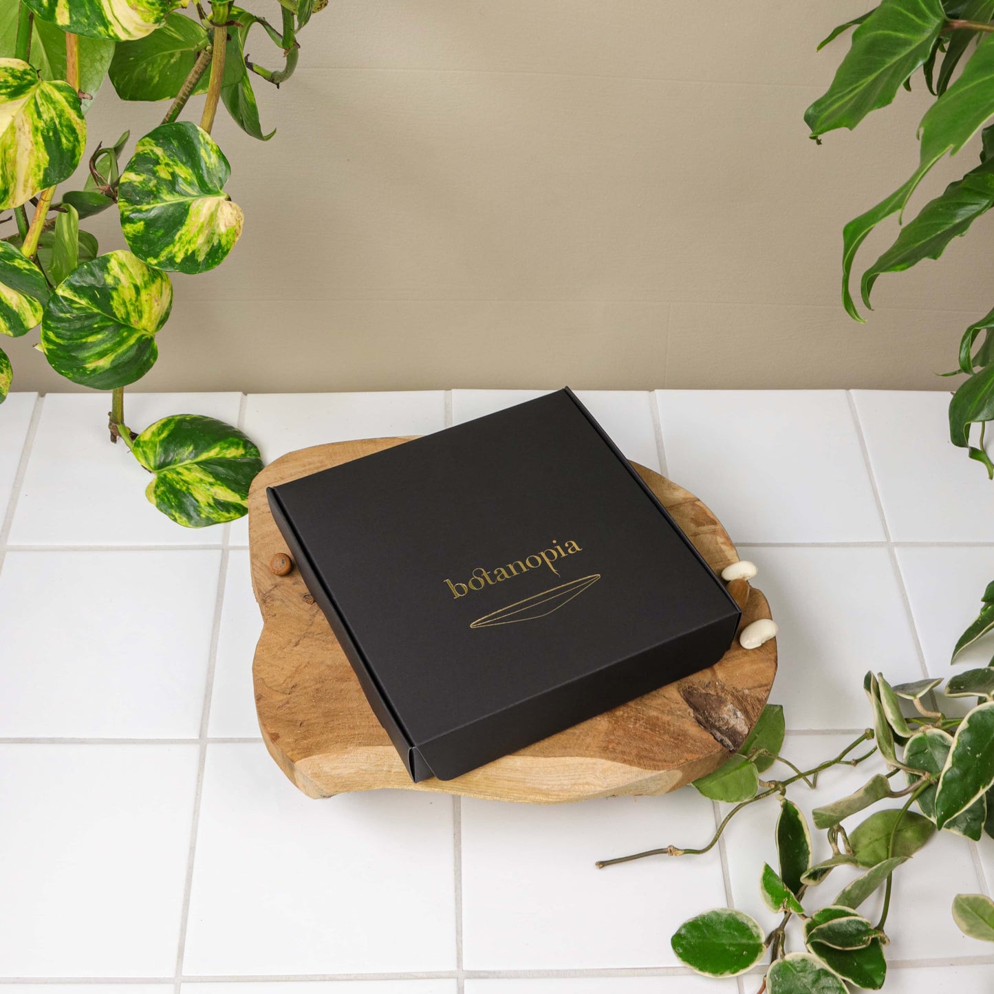 Dárková sada pro klíčení a množení ve vodě