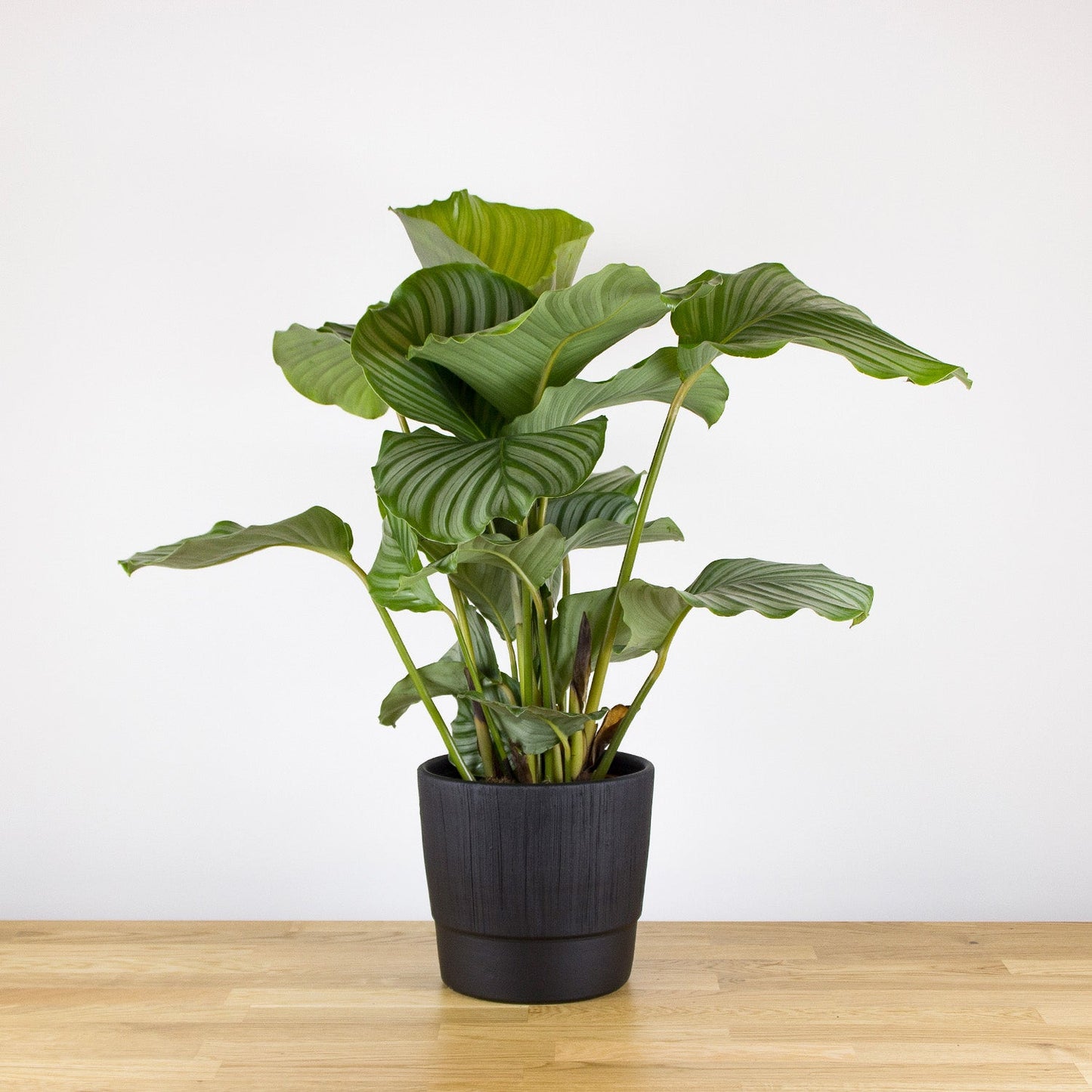 Calathea Orbifolia 'M'