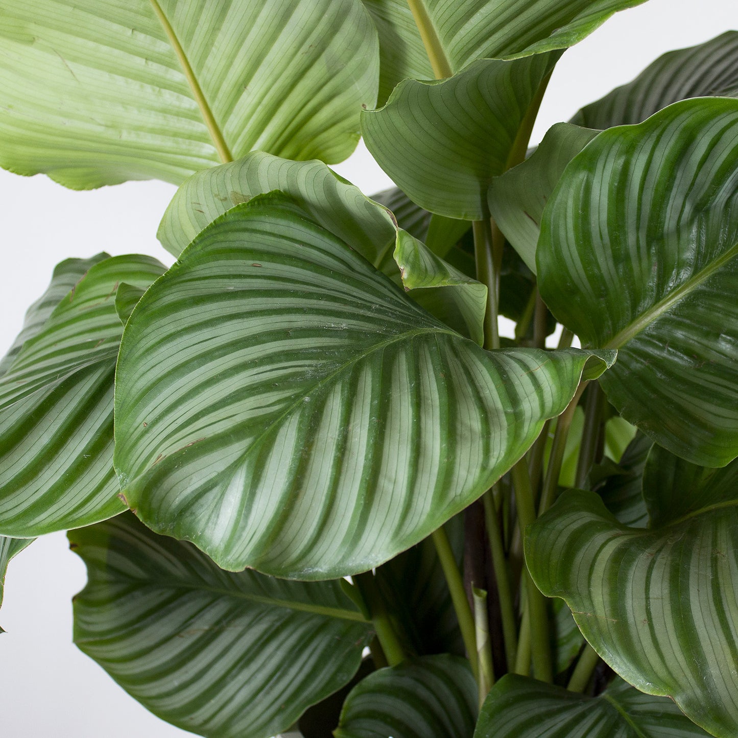 Calathea Orbifolia 'L'