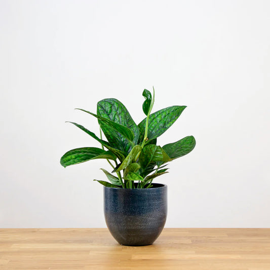 Monstera Karstenianum