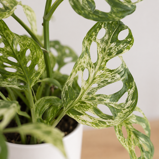 Monstera Frozen Freckles