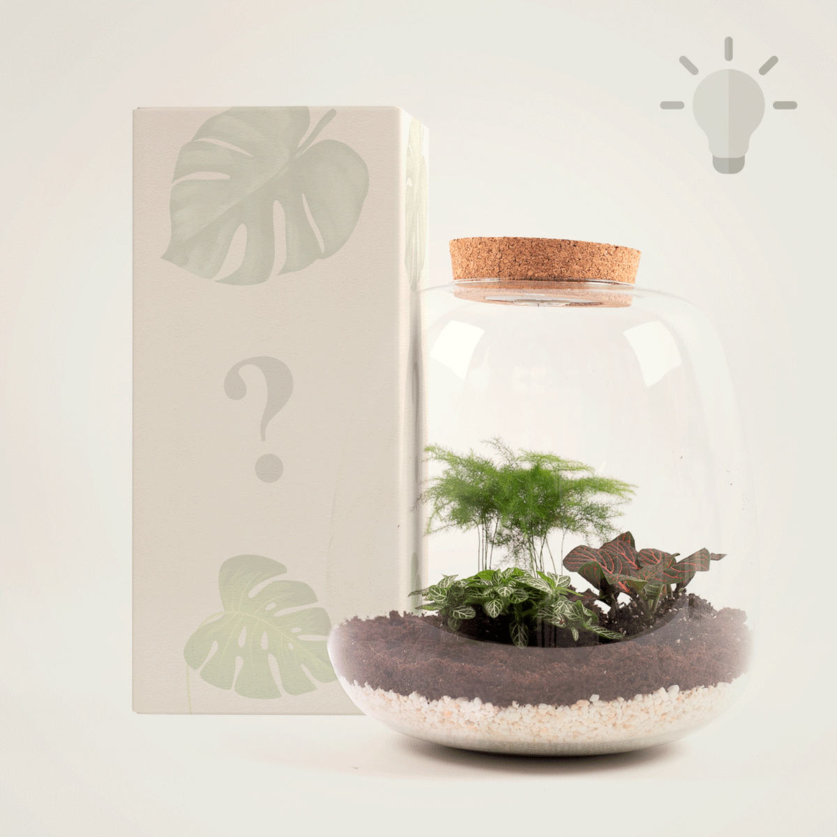 Mystery Box Plant Terrarium (LED)