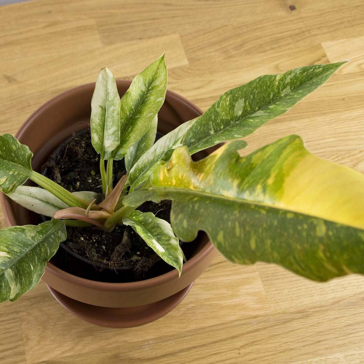 Philodendron Ring of Fire