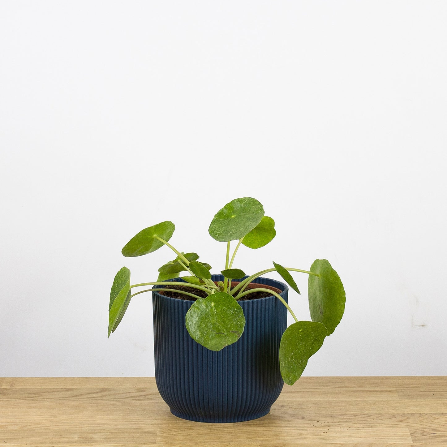 Pilea peperomioides Sugar