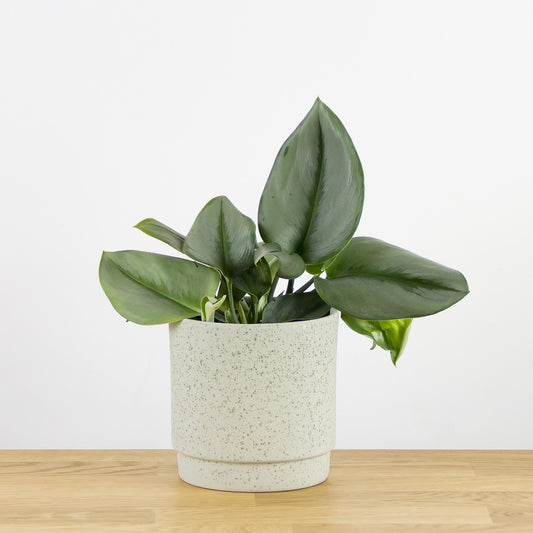 Scindapsus treubii Moonlight 'S'