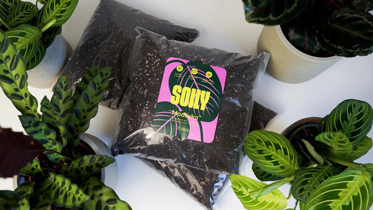 SOILY MODLIVKA™ - Substrát bez rašeliny