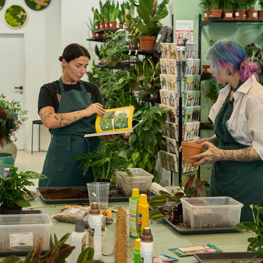 Workshop: Péče o pokojovky a jejich přesazování