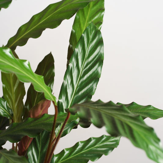 Calathea rufibarba 'S'