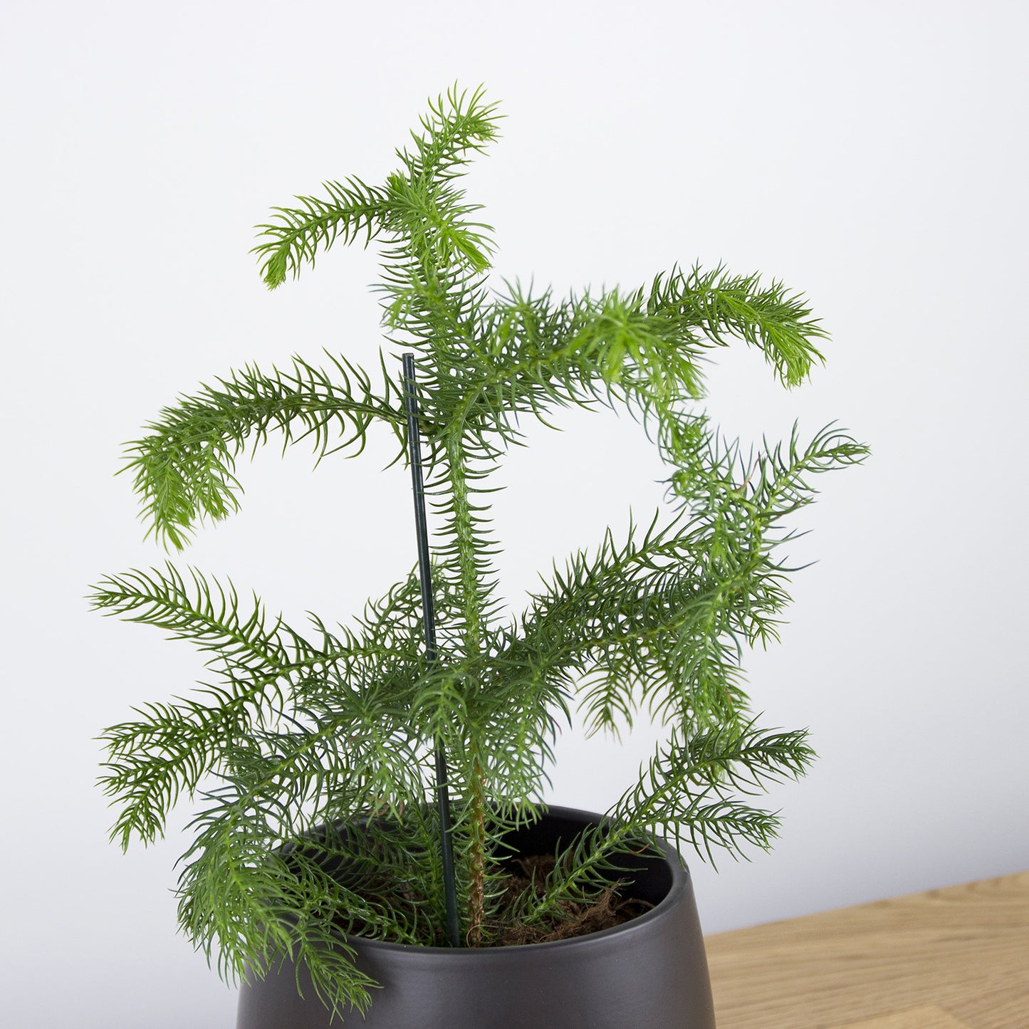 Araucaria heterophylla - Blahočet 'XS'