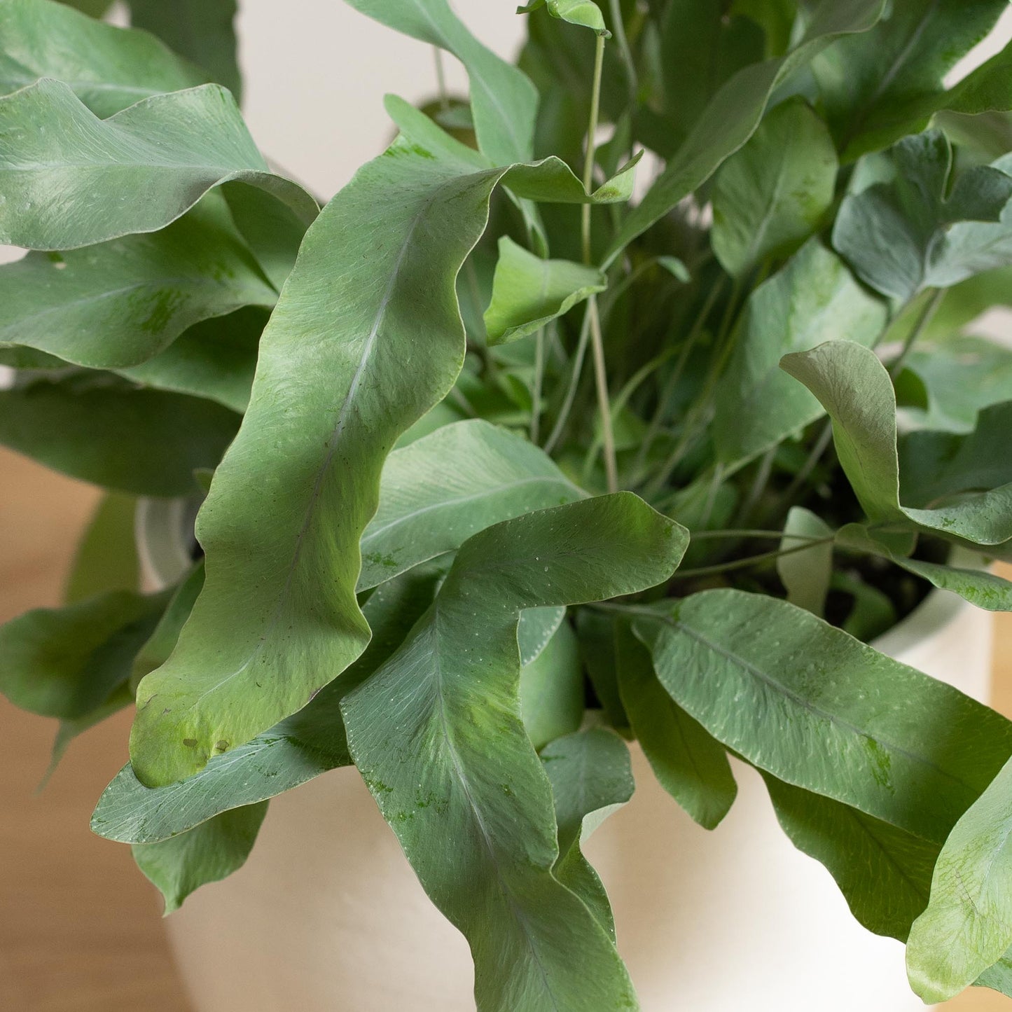 Phlebodium Blue Star