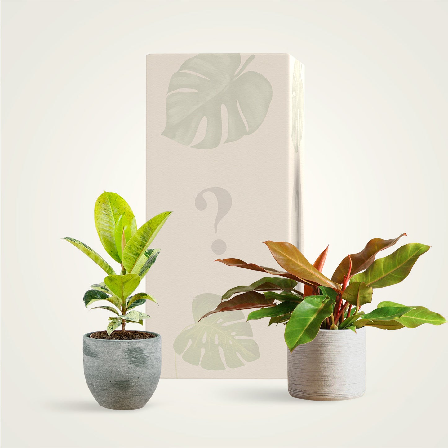 Předplatné rostlin - Raritky