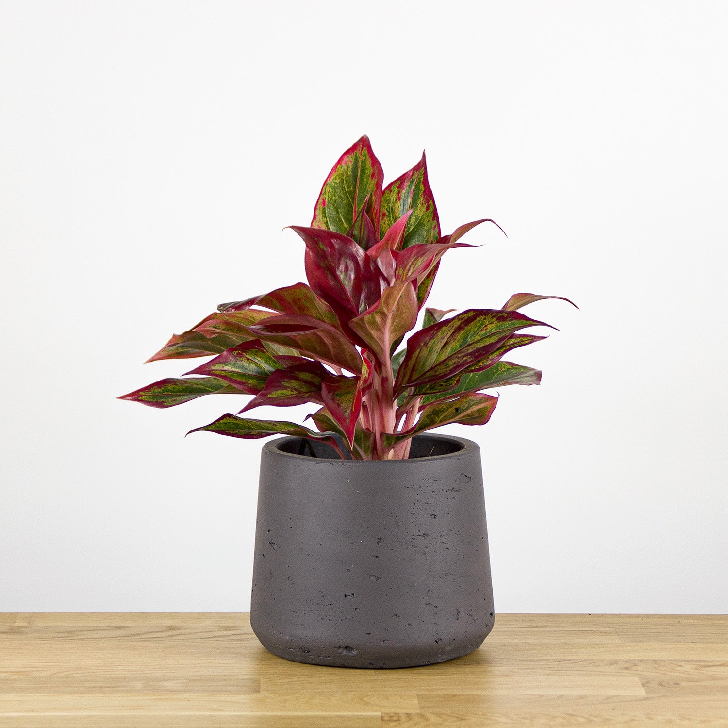 aglaonema commutatum crete Aglaonema Crete "Commutatum", průměr 12cm – DMP