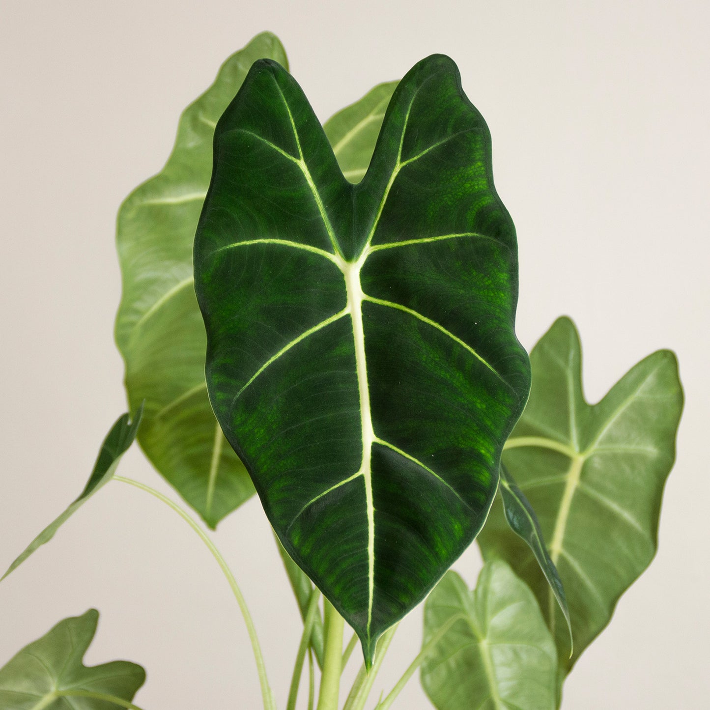 Alocasia Frydek