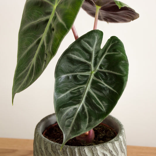 Alocasia Pink Dragon 'M'