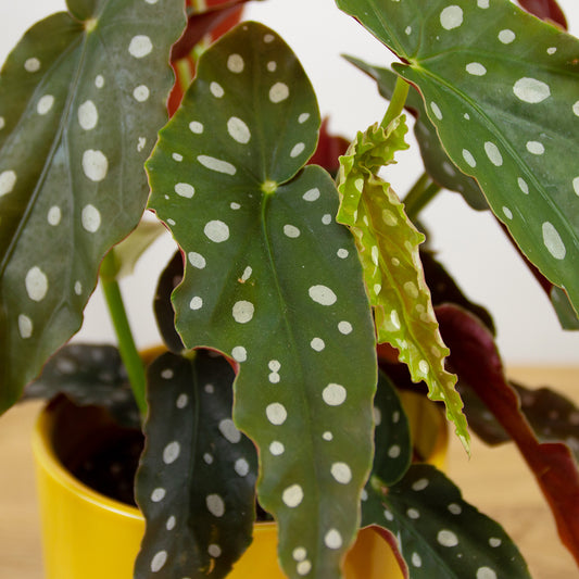 Begonia Maculata 'S'
