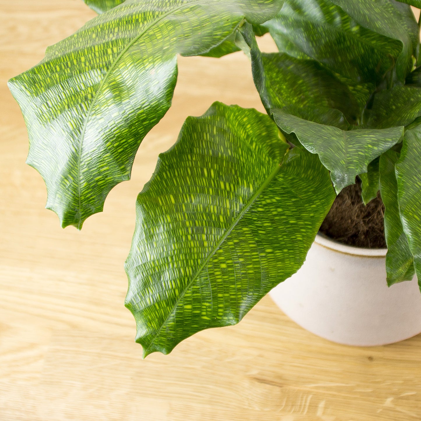 Calathea Network
