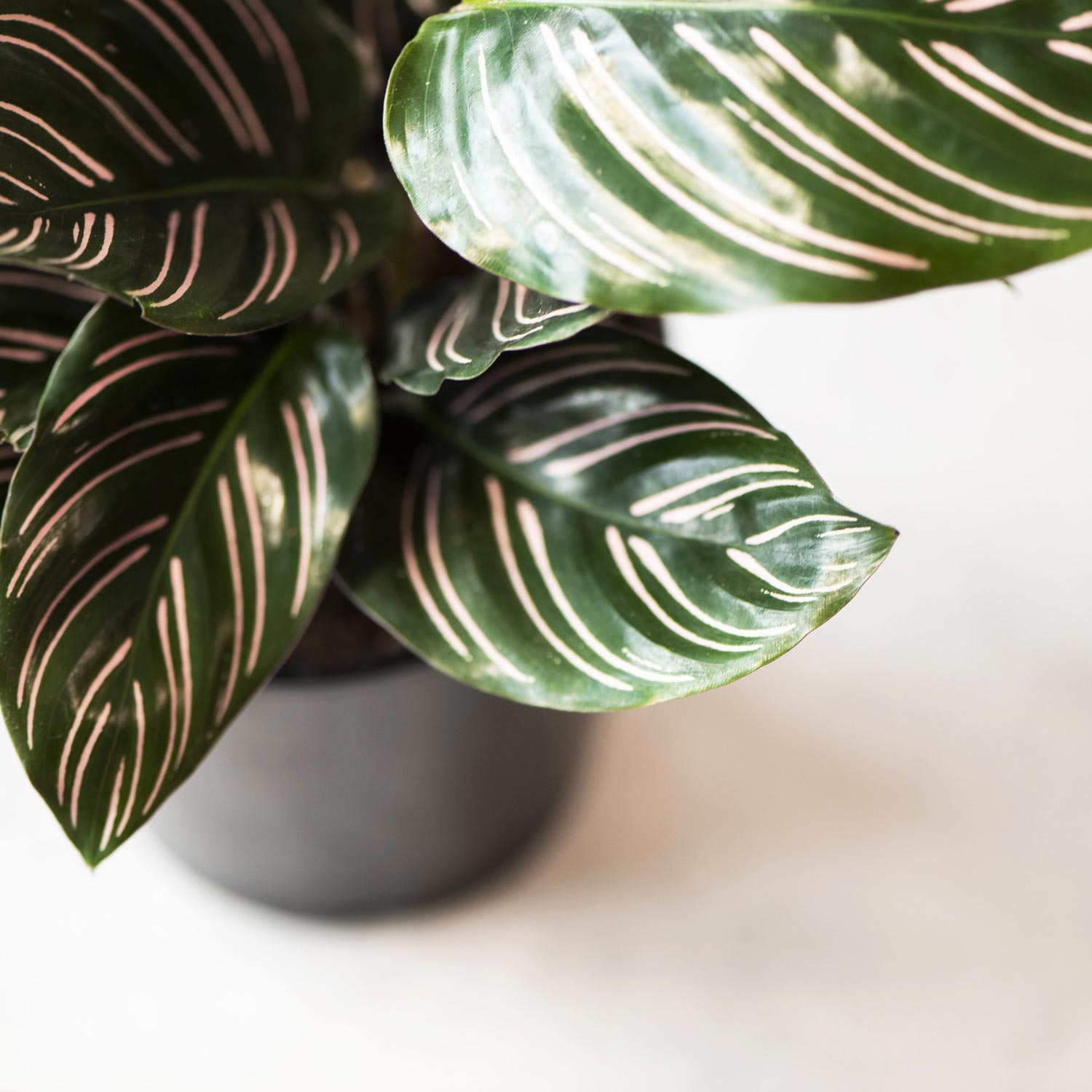 Calathea Sanderiana