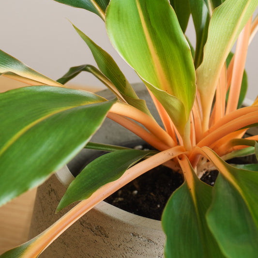 Chlorophytum Fire Flash