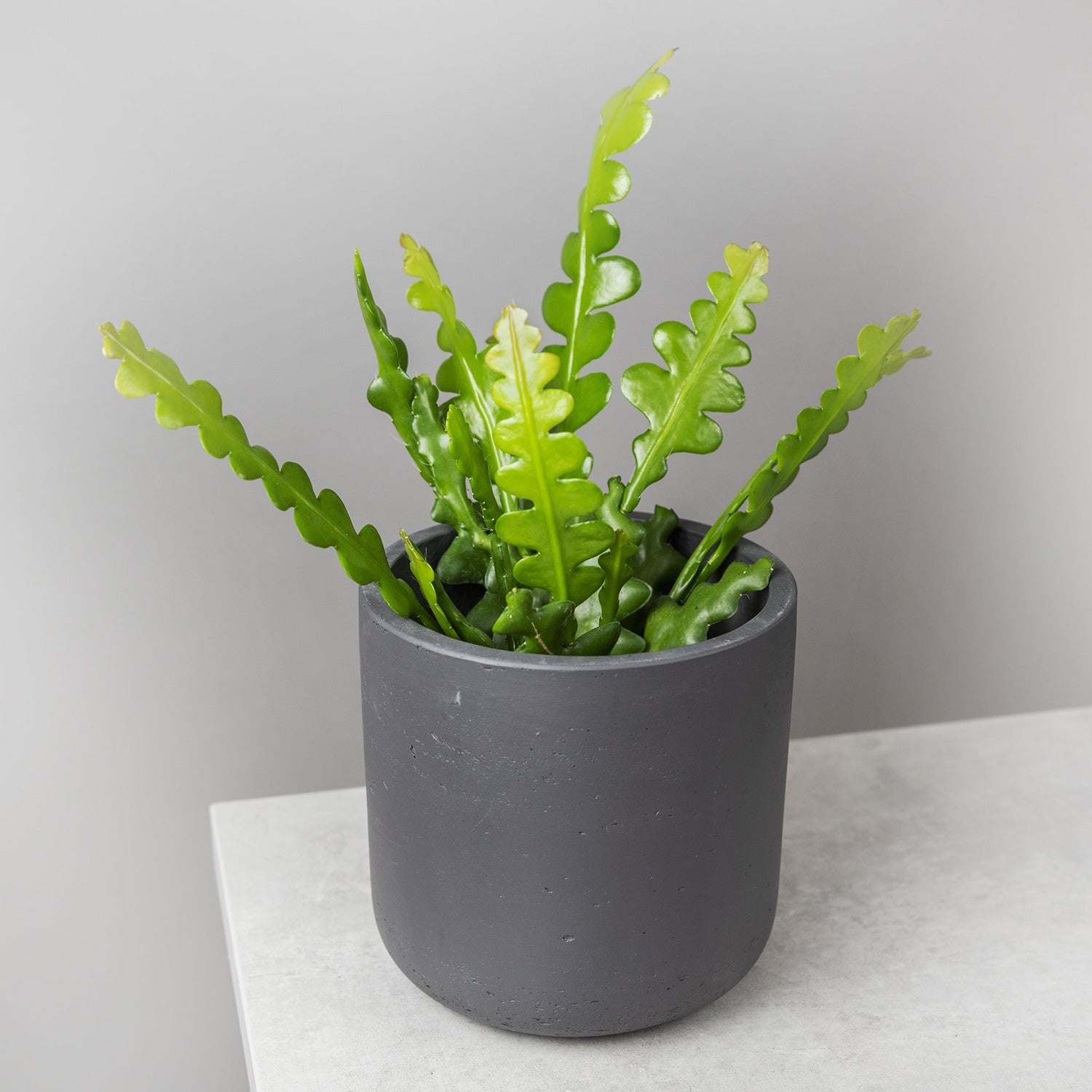 Epiphyllum Anguliger