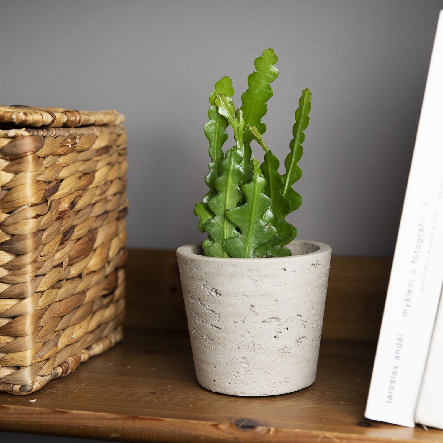 Epiphyllum Anguliger