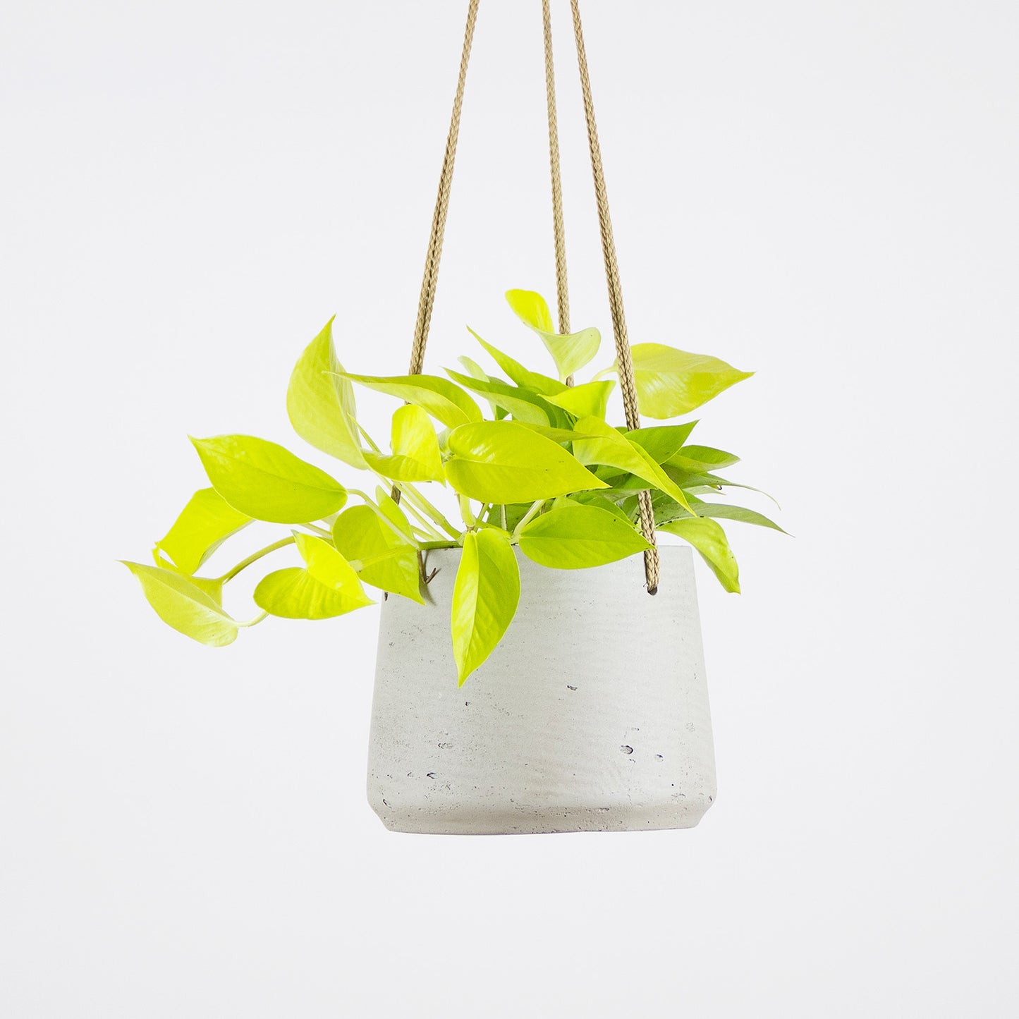 Epipremnum Neon - závěsný