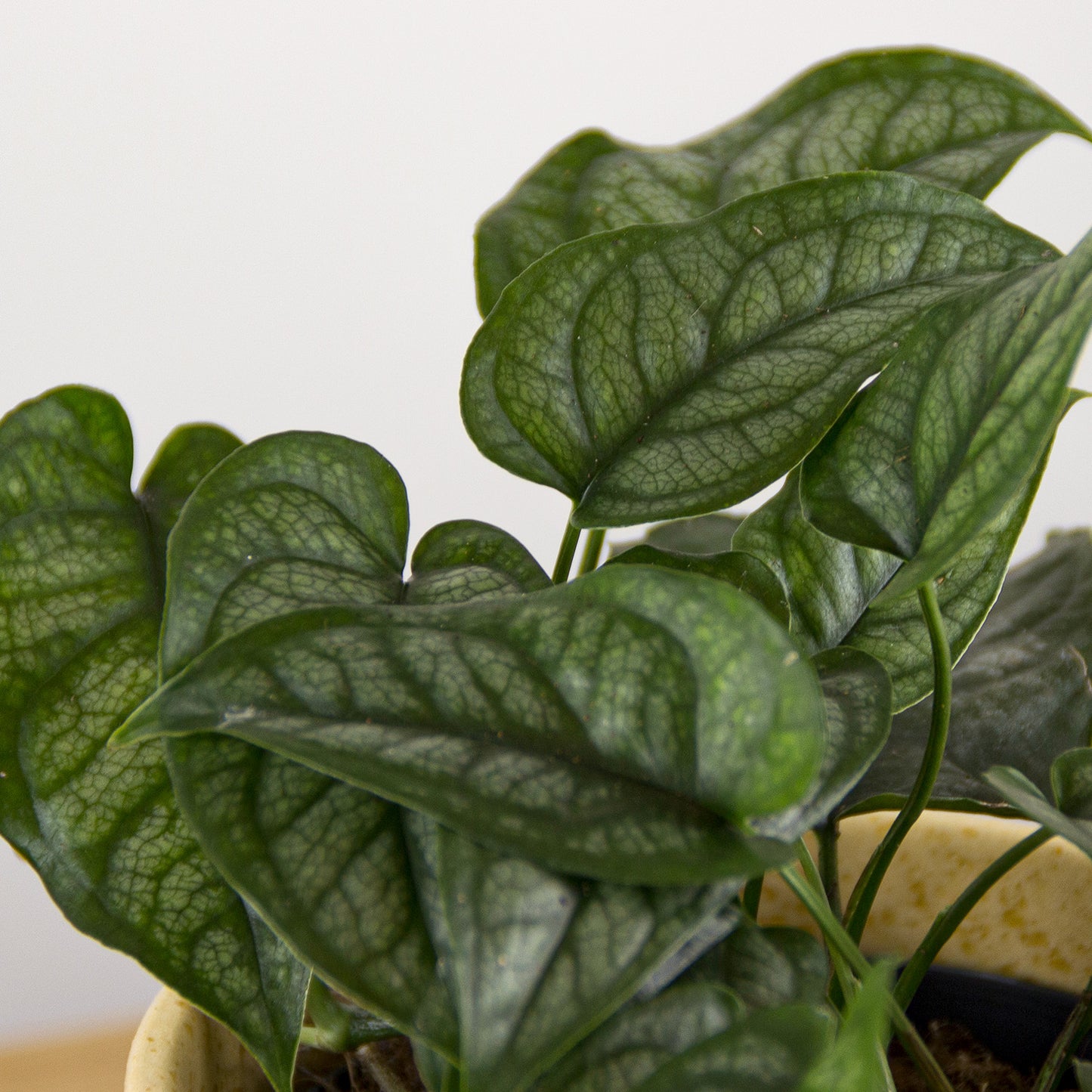 Monstera siltepecana 'S'