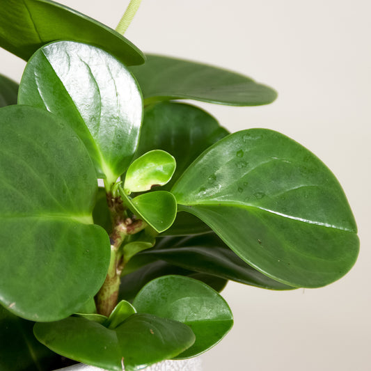 Peperomia obtusifolia