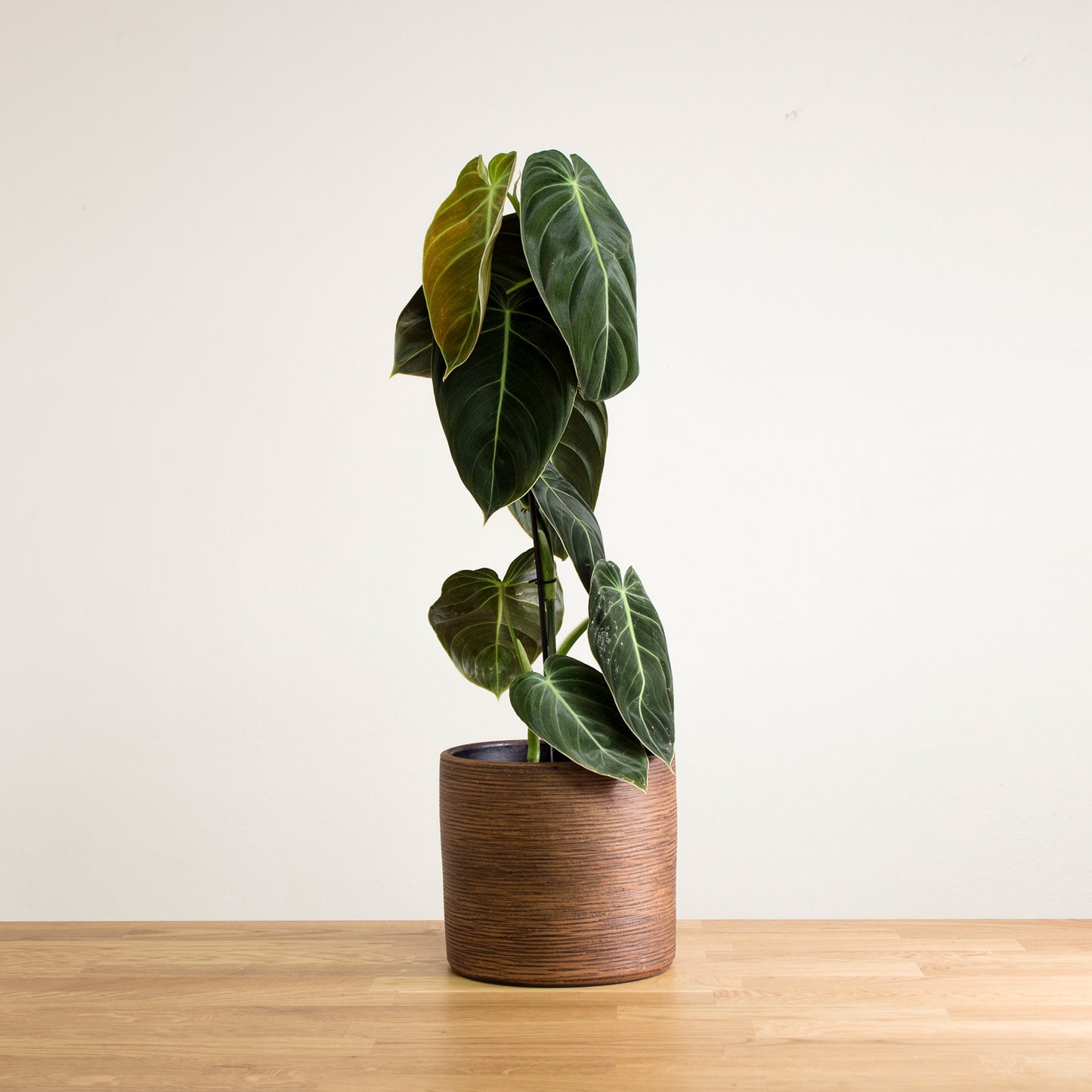 Philodendron melanochrysum