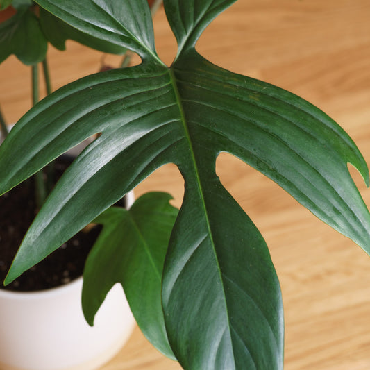 Philodendron Florida Green