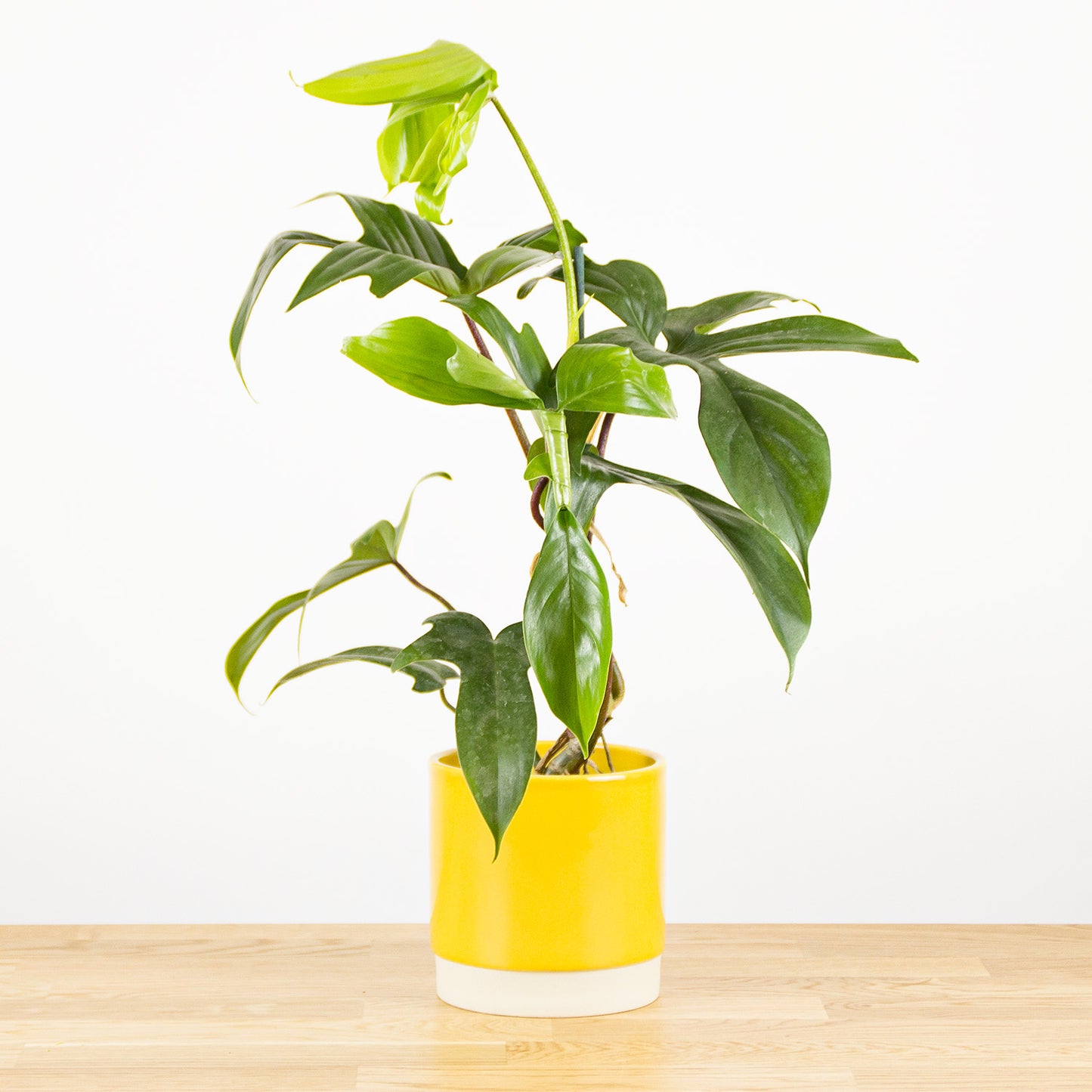 Philodendron Florida Green