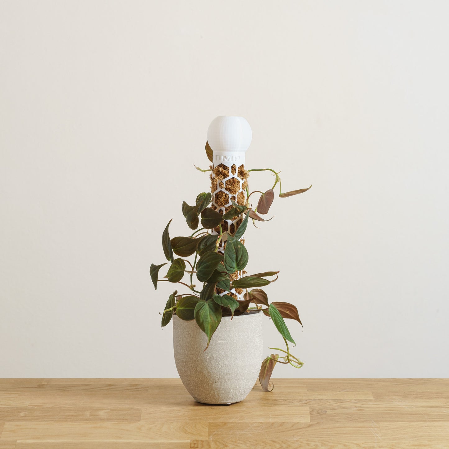 Philodendron scandens Micans