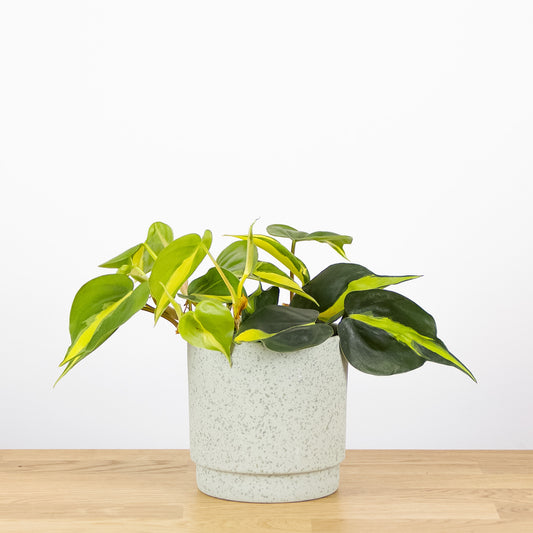 Philodendron scandens Brasil