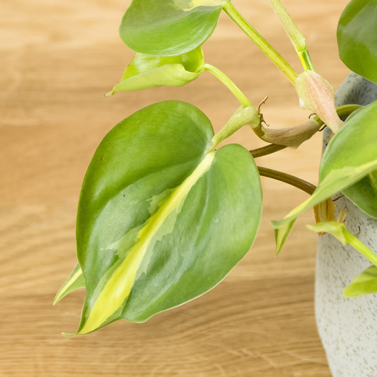 Philodendron scandens Brasil