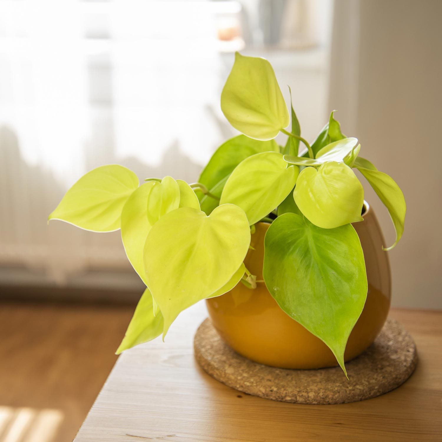 Philodendron scandens Lemon Lime