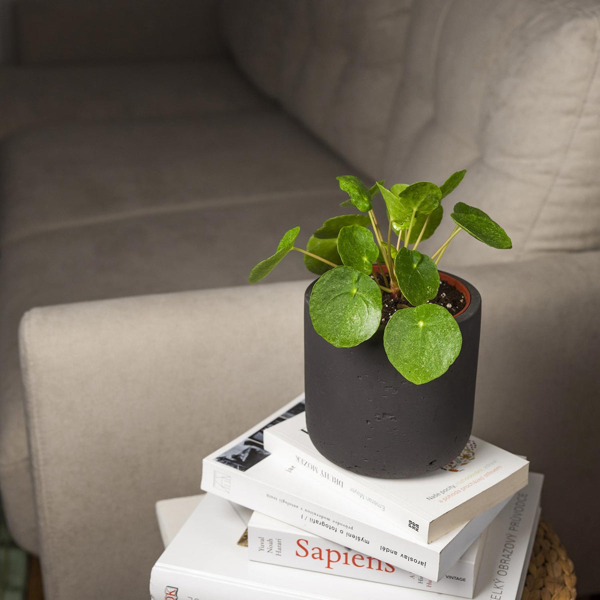 Baby Pilea Peperomioides Sugar – La Pianta Pancake Con Foglie Glitterate, Purificante E Facile Da Curare