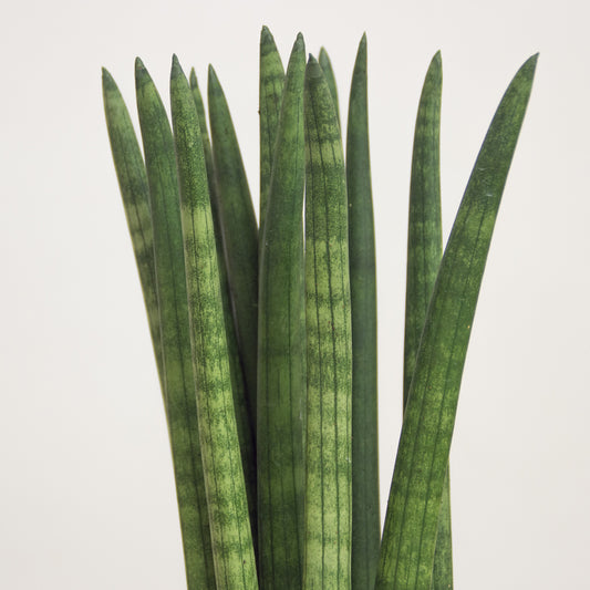 Sansevieria cylindrica 'S'