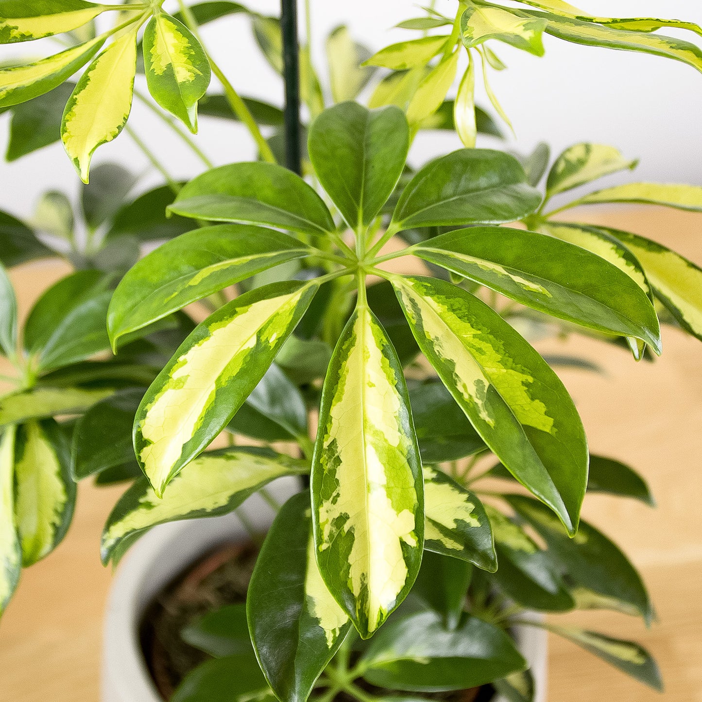 Schefflera arboricola Gerda