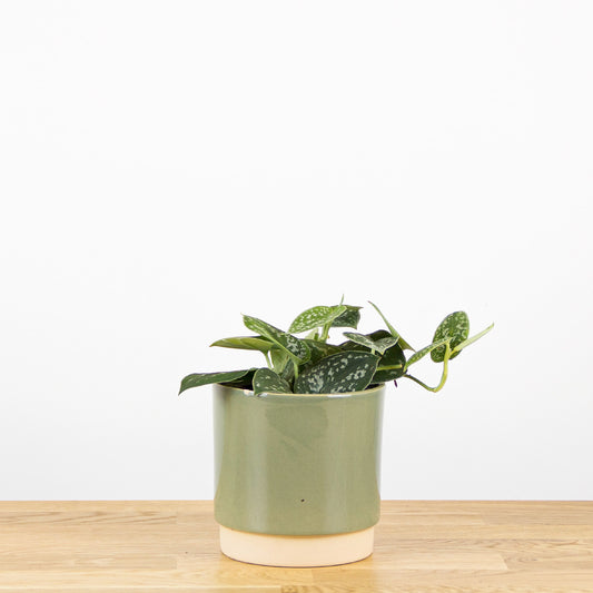 Scindapsus pictus Argyraeus