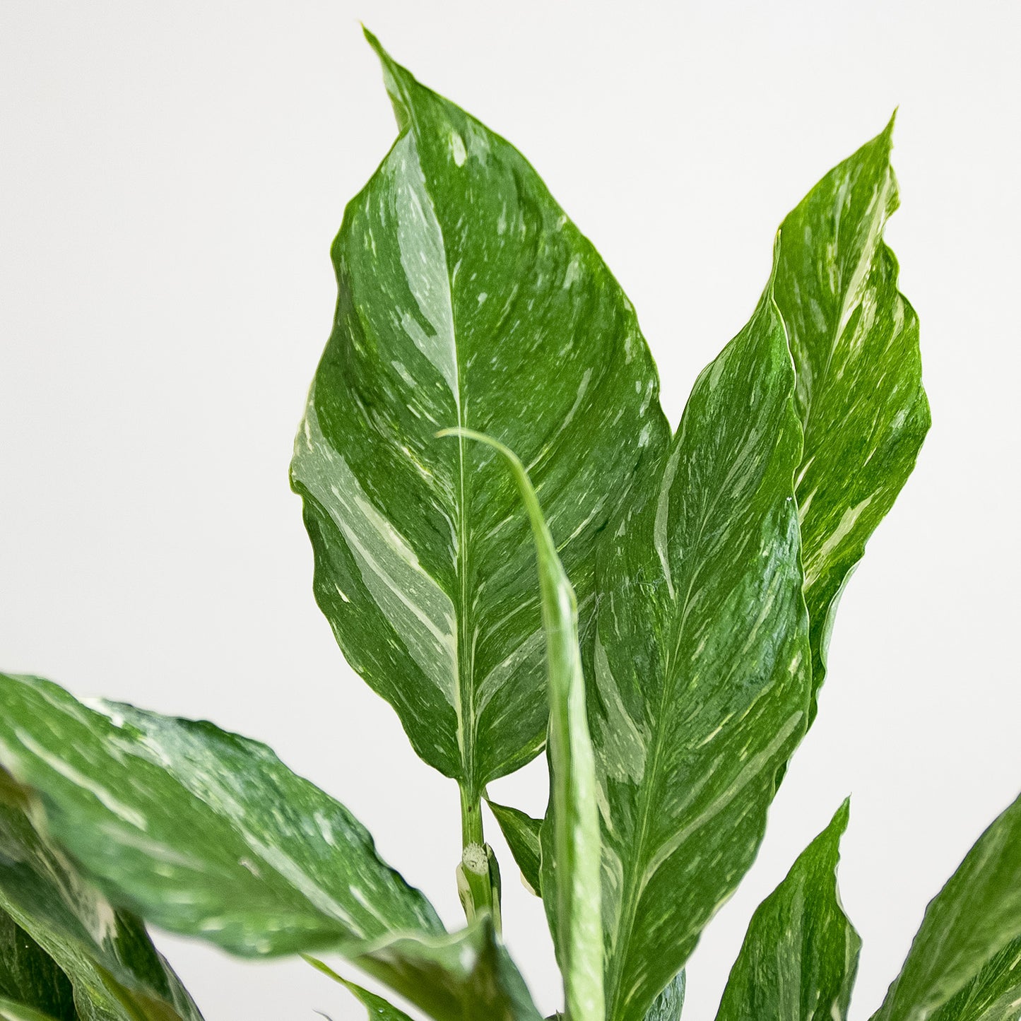 Spathiphyllum Diamond variegata