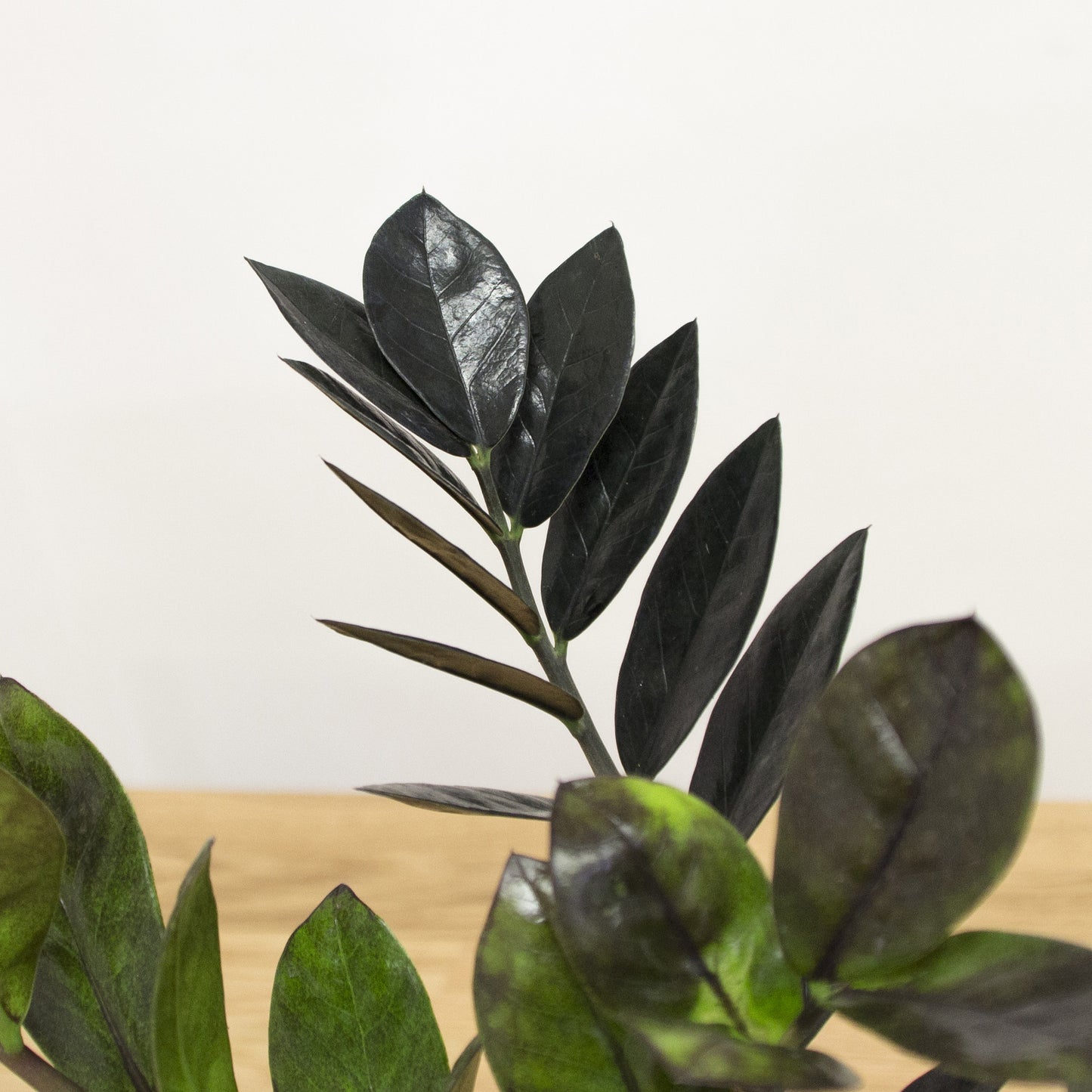 Zamioculcas zamiifolia Raven