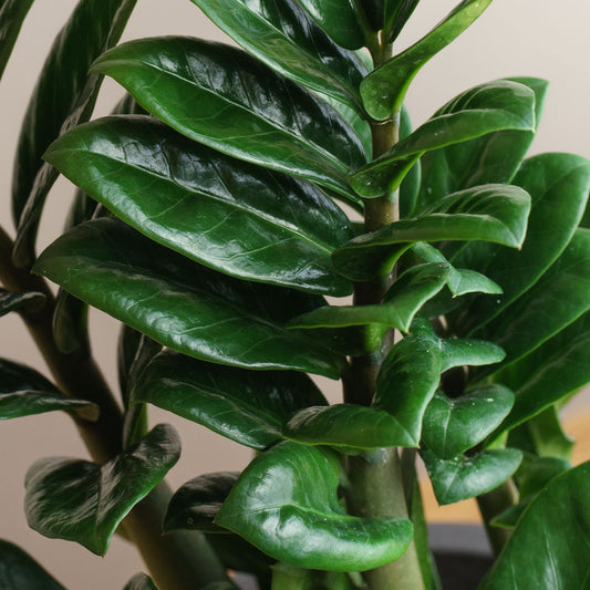 Zamioculcas zenzi 'S'