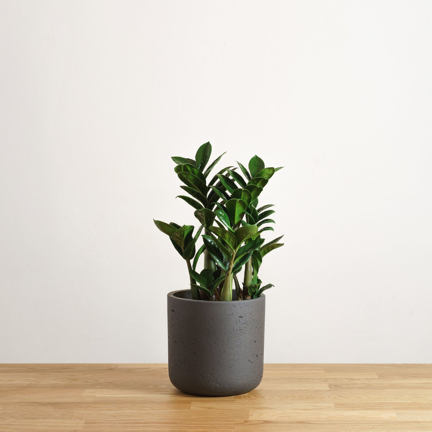 Zamioculcas zenzi 'S'