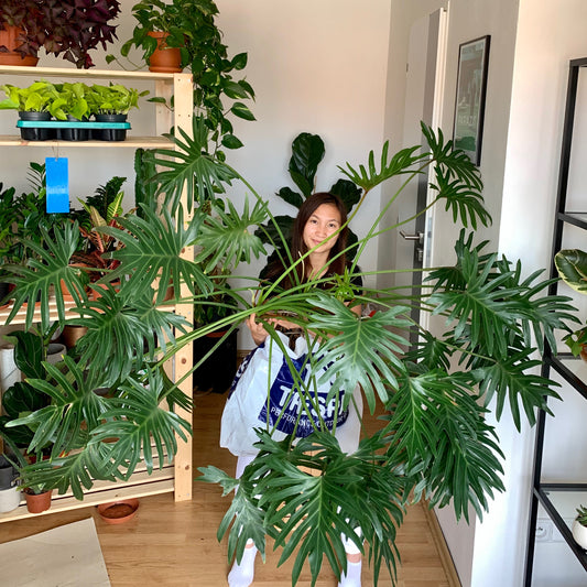 10 rychle rostoucích pokojových rostlin