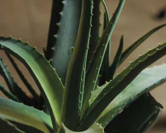 Léčivá síla Aloe vera - Odkud pochází a jak o ní pečovat?