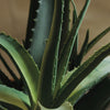 Liečivá sila Aloe vera - Odkiaľ pochádza a ako sa o ňu starať? 