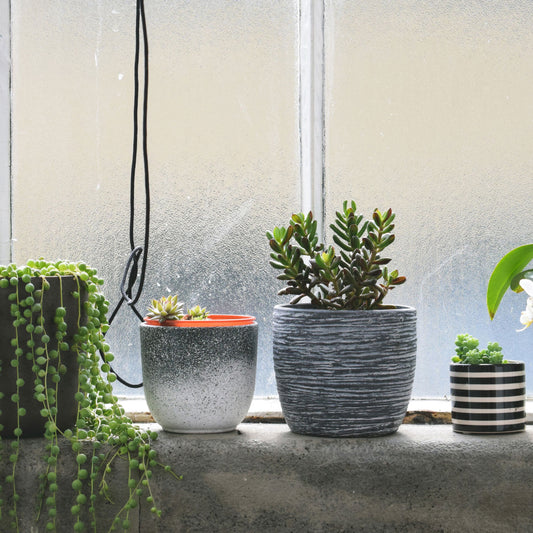 6 tipů, jak zvládnout zimní období bez ztráty kytičky – a to doslova